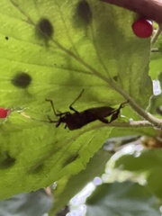 Acanthocephala terminalis