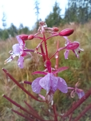 Chamaenerion dodonaei