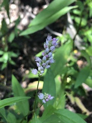 Persicaria bicornis