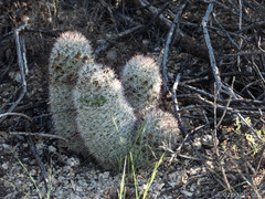 Mammillaria grahamii