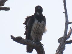 Polemaetus bellicosus