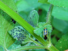 Poecilocapsus nigriger