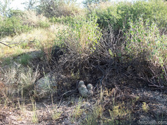 Mammillaria grahamii