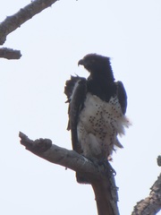 Polemaetus bellicosus