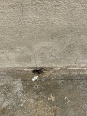 Eunemobius carolinus