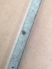 Xysticus cristatus