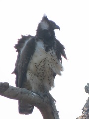 Polemaetus bellicosus