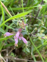 Odontites vernus