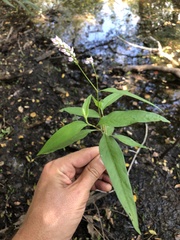 Persicaria bicornis