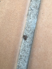 Xysticus cristatus
