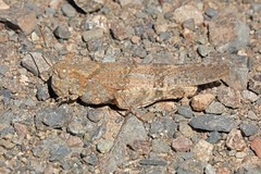 Trimerotropis occidentalis