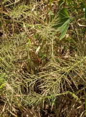 Leptochloa panicoides