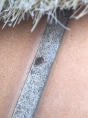 Xysticus cristatus
