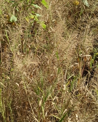 Leptochloa panicoides