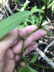 Persicaria bicornis