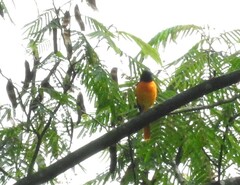 Pericrocotus cinnamomeus