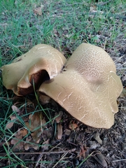Caloboletus radicans
