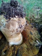 Caloboletus radicans