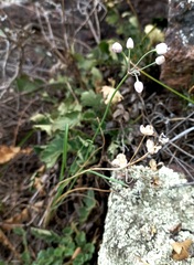 Allium vodopjanovae