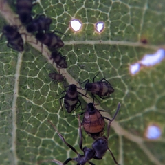 Callipterinella tuberculata