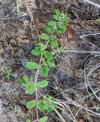 Euphorbia humistrata