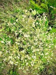 Erigeron strigosus
