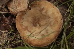 Lactarius chrysorrheus