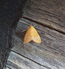 Sitochroa verticalis