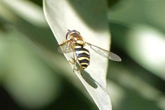Syrphus opinator