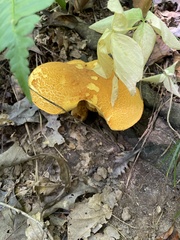 Aureoboletus auriflammeus