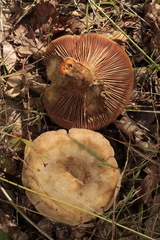 Lactarius chrysorrheus