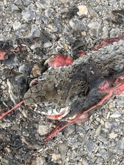 Malpolon monspessulanus