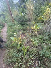 Populus angustifolia