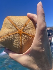 Culcita novaeguineae