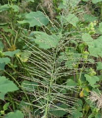 Leptochloa panicoides