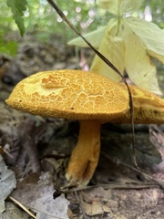 Aureoboletus auriflammeus