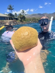 Culcita novaeguineae