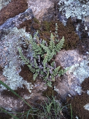 Cheilanthes hypoleuca