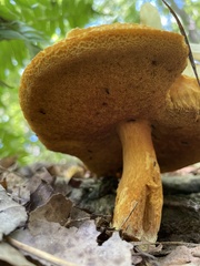 Aureoboletus auriflammeus
