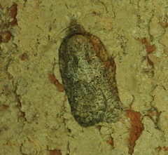 Acleris chalybeana