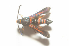 Synanthedon sapygaeformis