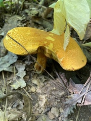 Aureoboletus auriflammeus
