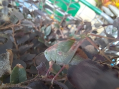 Microcentrum rhombifolium