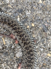 Malpolon monspessulanus