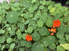 Tropaeolum majus