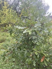 Quercus gambelii