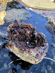 Chondrus crispus