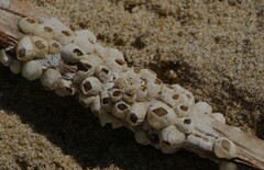 Amphibalanus improvisus