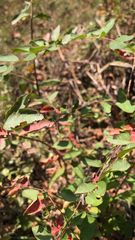 Symphoricarpos orbiculatus