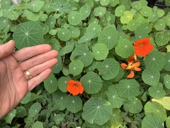 Tropaeolum majus
